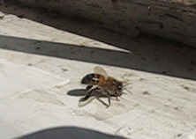 Bee on Windowsill