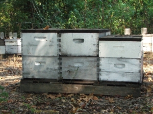 Typical Bee Hives